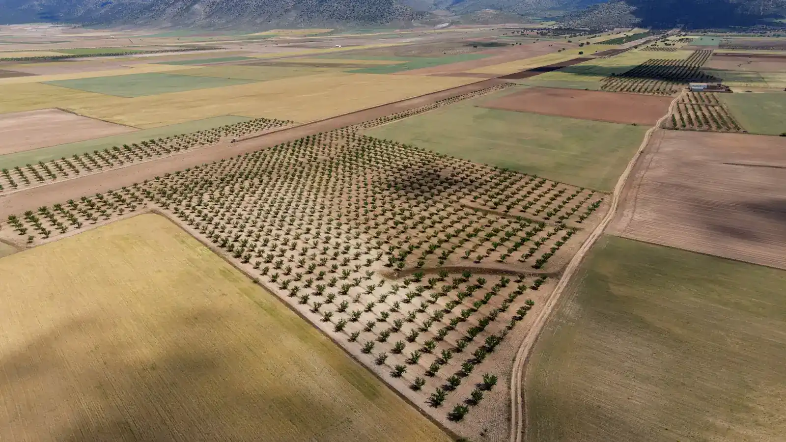 Vista aérea de campos de cultivo con árboles en hileras en Almería