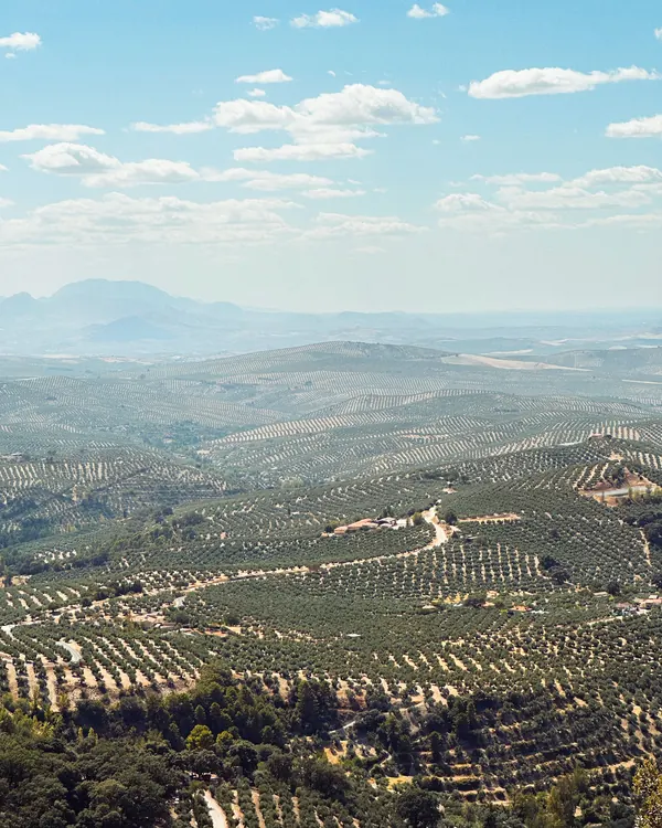 Olivares de Jaén vistos desde lo alto