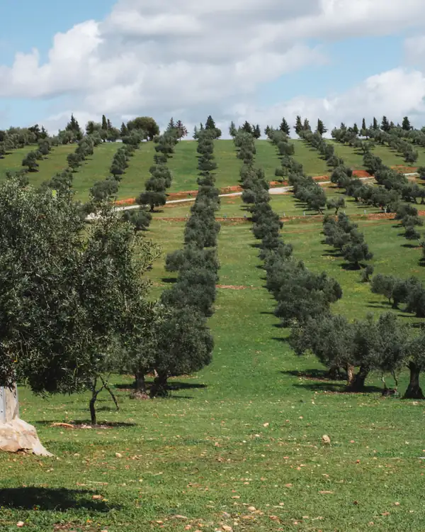 Olivar en una ladera de Granada