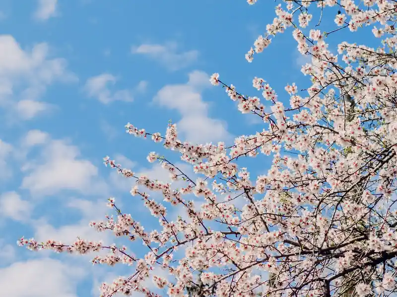 Ramas de almendro en flor contra el cielo en Madrid