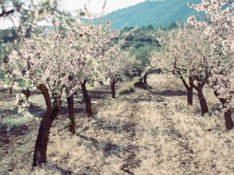 Almendros en flor en una finca de Alicante
