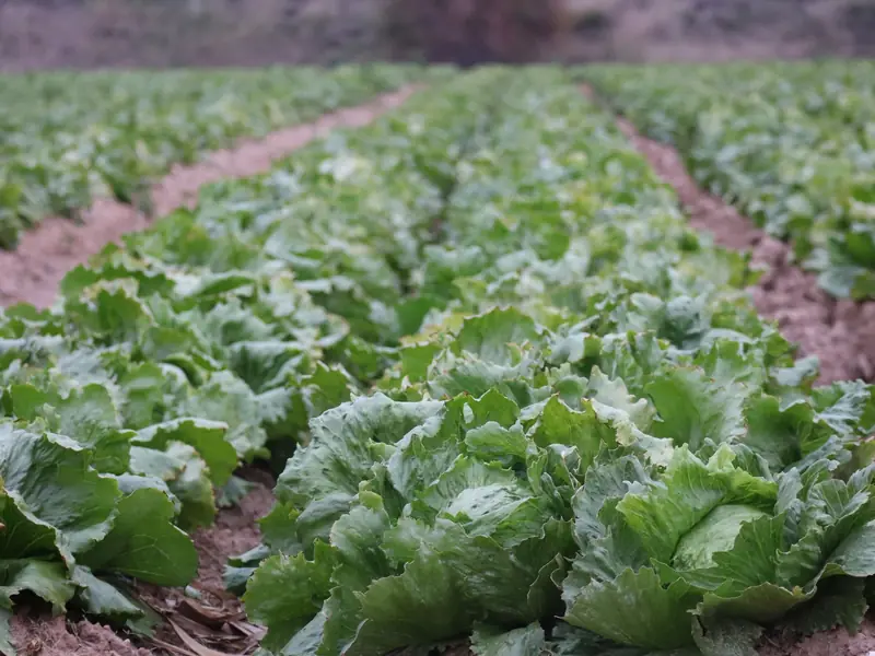 Hileras de lechugas en un campo de Alicante