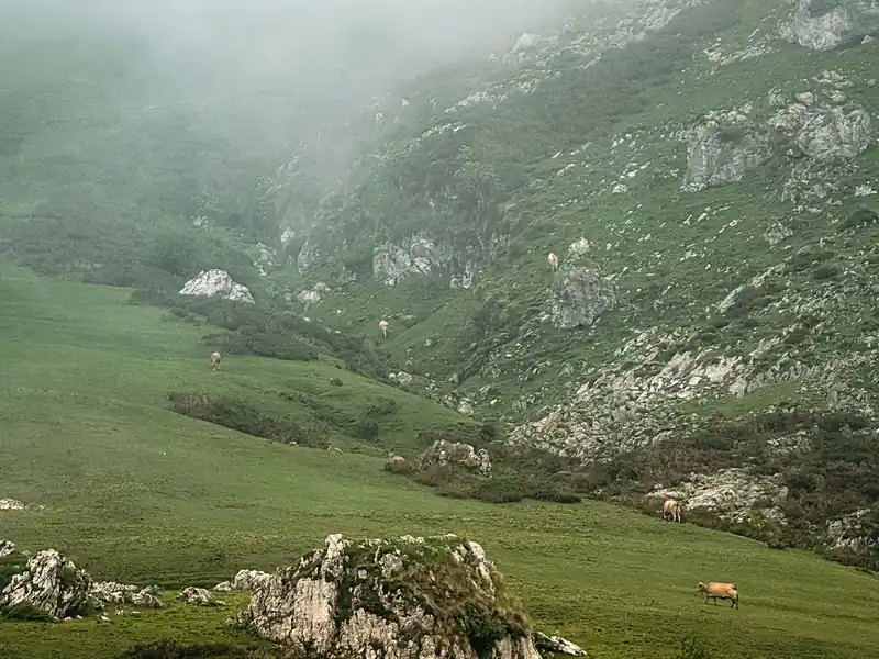 Pastos de montaña entre la niebla en Covadonga, en Asturias