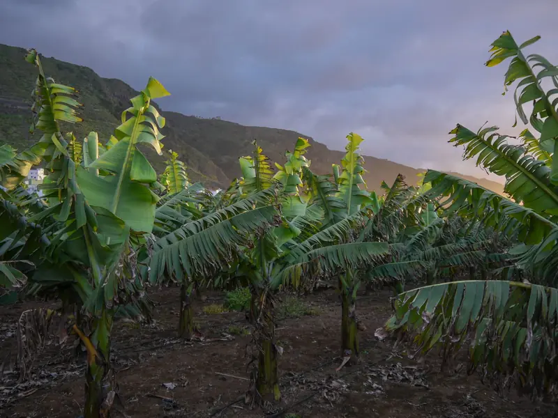 Plataneras en una finca de Tenerife
