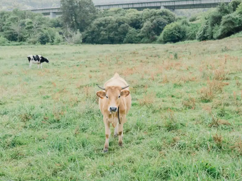 Vaca en un prado verde cerca de Gijón, en Asturias